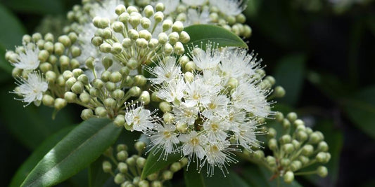 benefits of lemon myrtle