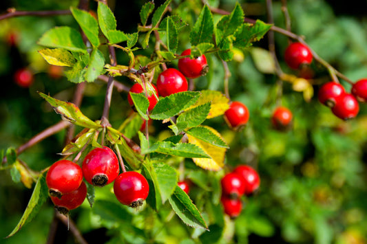 6 Benefits Of Rosehip Oil For Men's Skin