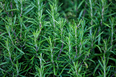 Rosemary Oil for Hair: Growth, Uses, and Benefits