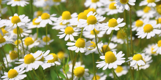 chamomile skin benefit