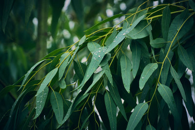 Eucalyptus Oil Benefits For Skin