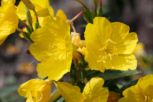 Can Evening Primrose Oil Really Treat Hair Loss?
