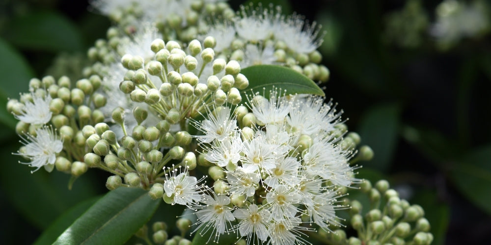 Amazing Skin Benefits of Lemon Myrtle VITAMAN USA