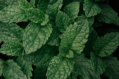 Peppermint Oil: Uses & Benefits