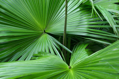 Does Saw Palmetto Work For Men's Hair Loss?